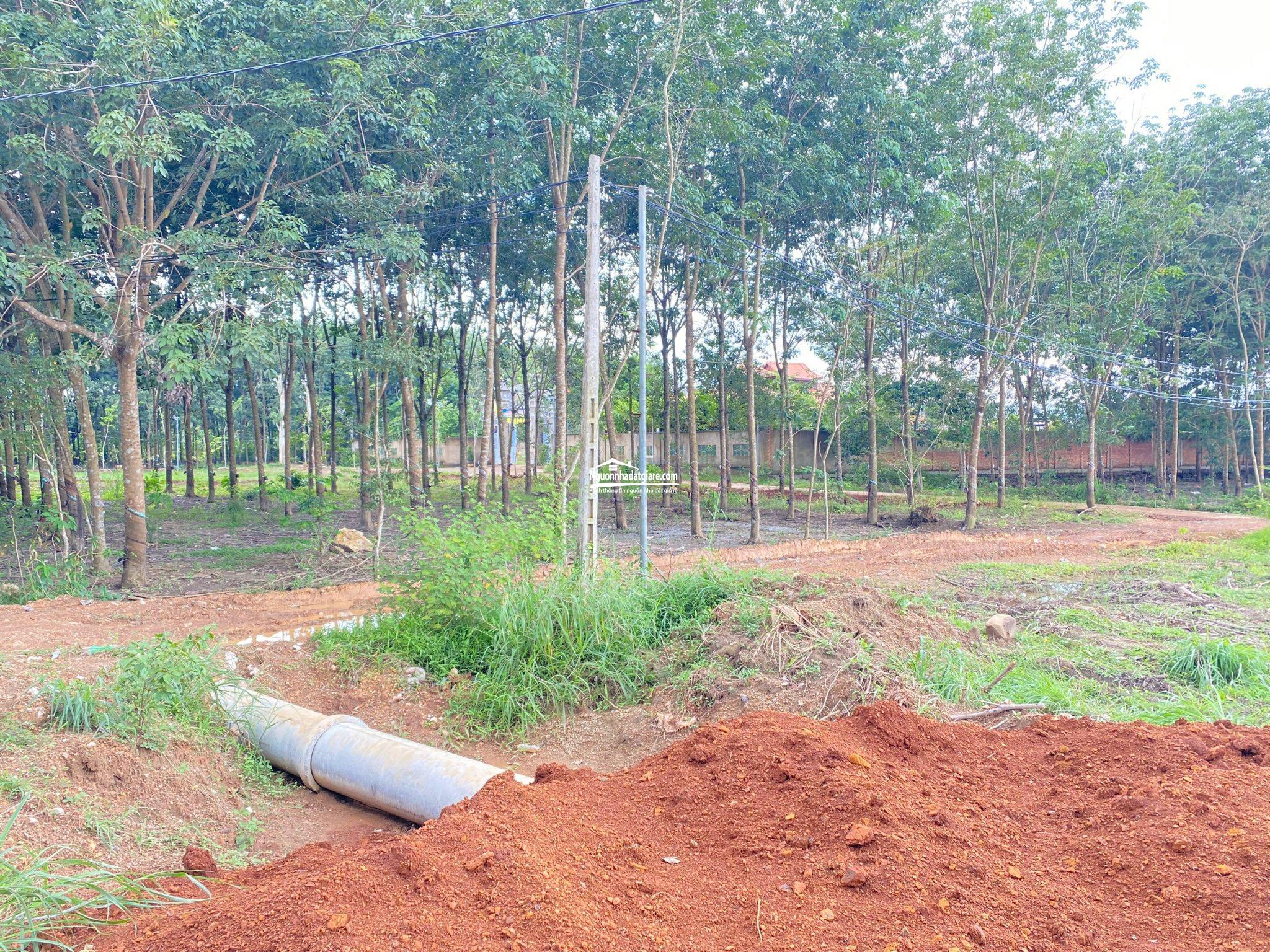 Bán đất Đồng Phú Bình Phước, đất nền dự án Bình Phước