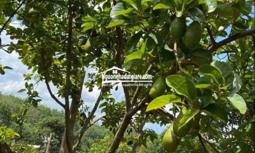 Đất Đồng Xoài giá rẻ 3.600m2 có vườn trái cây chính chủ bán