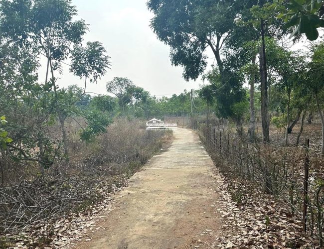 Bán đất Bình Phước, đất sào đường Bêtong sạch sẽ giá ngộp bán gấp