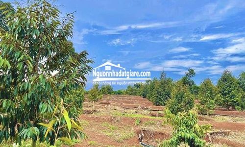 Cần bán đất vườn sầu riêng Bình Phước góc 2 mặt tiền