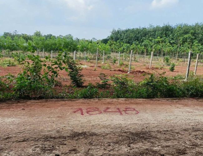 Đất Thanh Lương Bình Long, gần chợ, phù hợp đầu tư kinh doanh