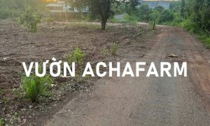 Bán đất vườn cây ăn trái 1.200m2 mặt tiền nhựa, 20m ngang