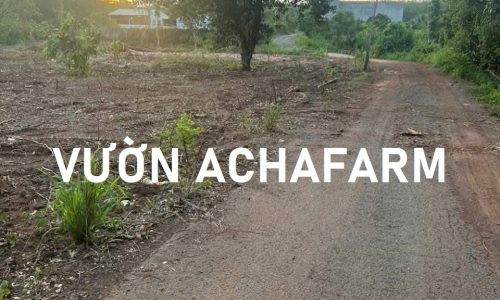 Bán đất vườn cây ăn trái 1.200m2 mặt tiền nhựa, 20m ngang