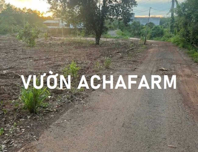 Bán đất vườn cây ăn trái 1.200m2 mặt tiền nhựa, 20m ngang
