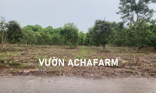Bán đất vườn cây ăn trái 1.200m2 mặt tiền nhựa, 20m ngang