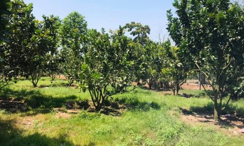 Bán đất sào Bình Phước mặt tiền đường, dân đông, có cây ăn trái