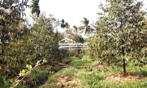 Bán đất vườn cây ăn trái ở Bình Phước, sổ hồng riêng