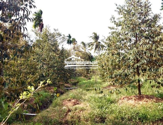 Bán đất vườn cây ăn trái ở Bình Phước, sổ hồng riêng