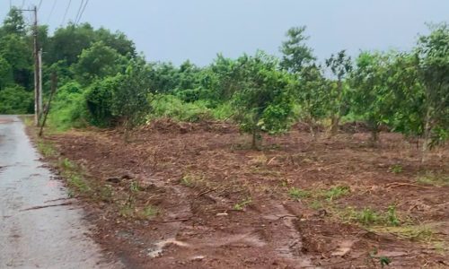 Bán đất vườn cây ăn trái 1.200m2 mặt tiền nhựa, 20m ngang