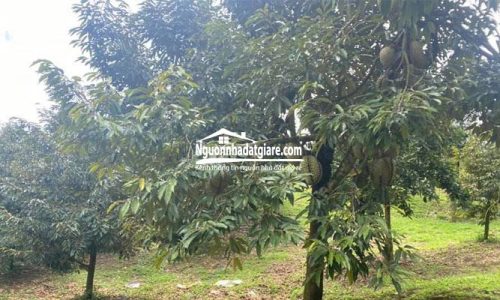Cần bán đất vườn sầu riêng Bình Phước góc 2 mặt tiền