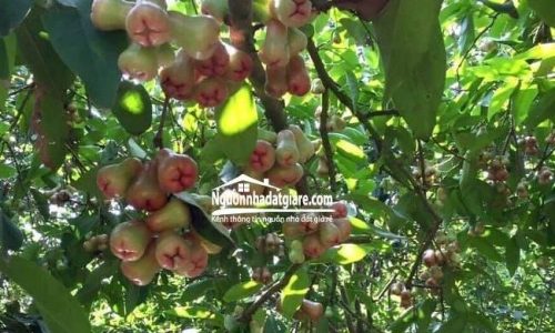 Đất Đồng Xoài giá rẻ 3.600m2 có vườn trái cây chính chủ bán