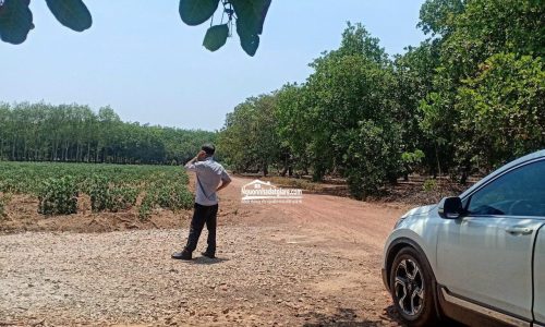 Đất sào Tân Hòa huyện Đồng Phú, shr giá rẻ đầu tư lời nhanh