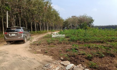Cần bán 6 công đất cao su Tây Ninh – Chưa cạo mủ